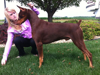 Doberman Pinscher Show Dog Tiberious 14 Months
