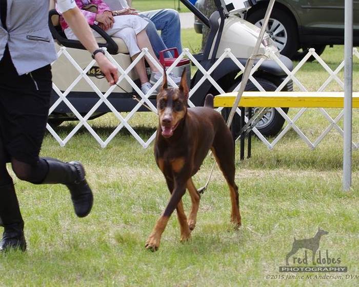 person handling doberman in a dog show