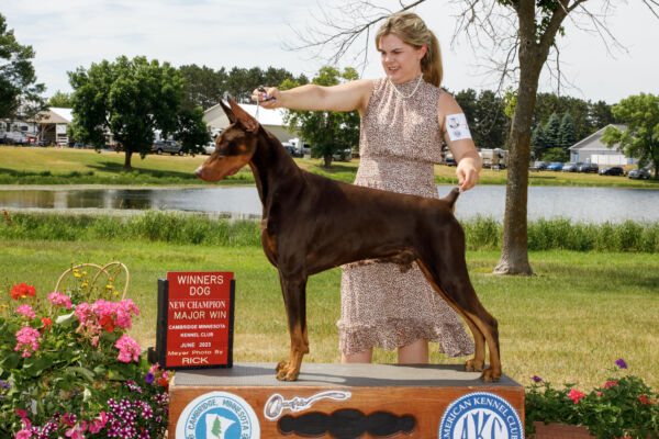 Mando the Doberman Pinscher winning New Champion