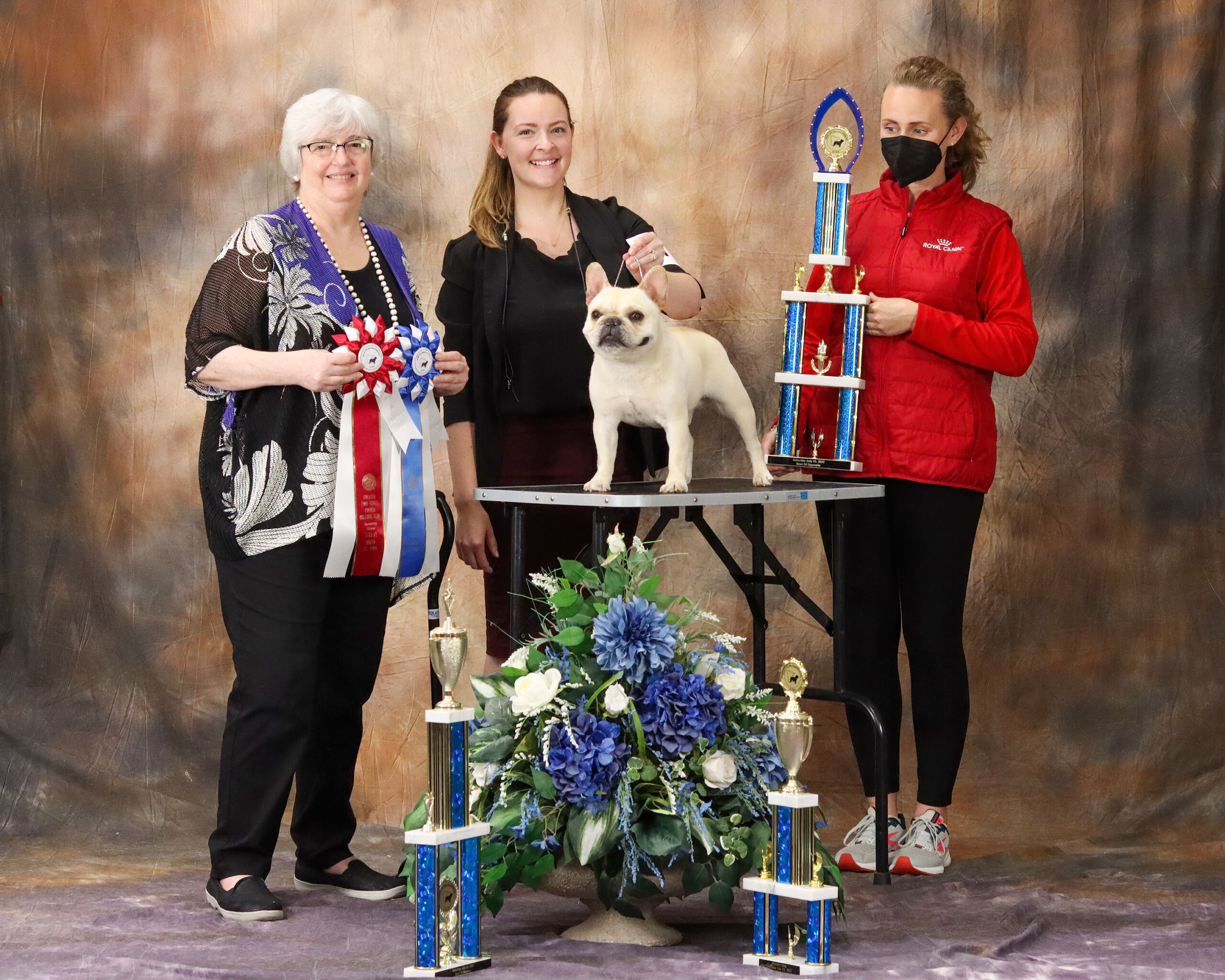 Albert the french bulldog Specialty win at a dog show