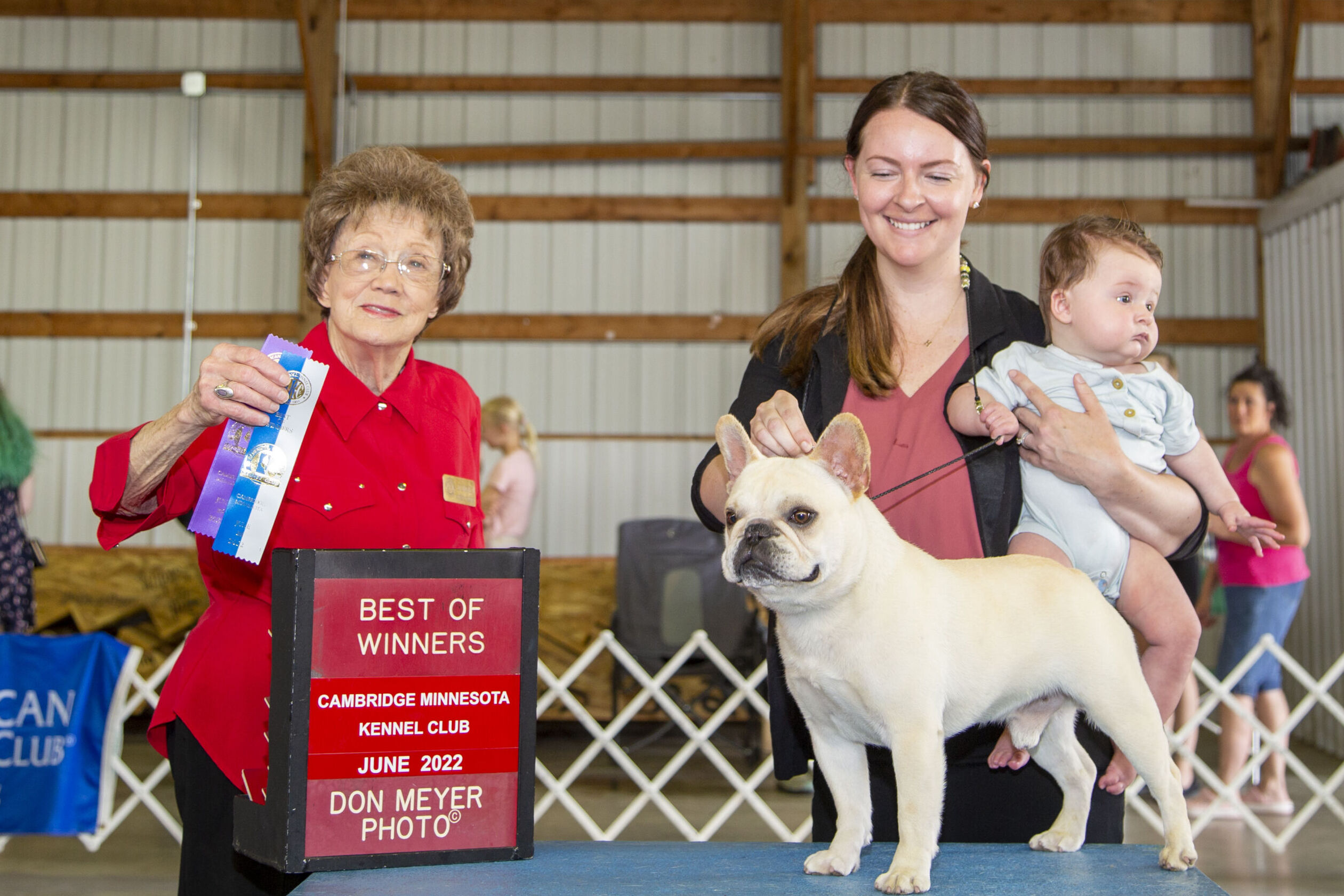 Albert the French Bulldog Dog Show Winner